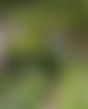 Abstract blur background of colors mixed 