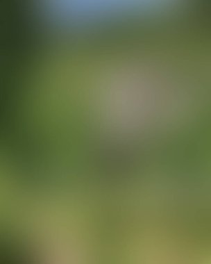 Abstract blur background of colors mixed 