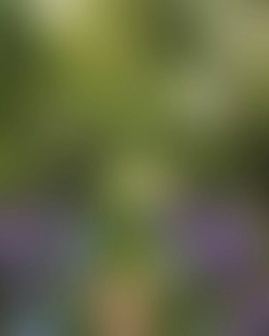 Abstract blur background of colors mixed 