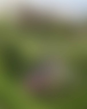 Abstract blur background of colors mixed 