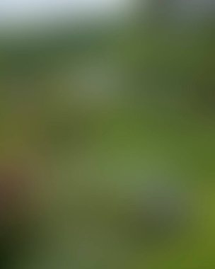 Abstract blur background of colors mixed 