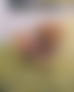 Abstract blur background of colors mixed 