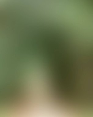 Abstract blur background of colors mixed