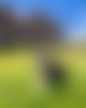 Abstract blur background of colors mixed 