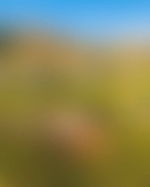 Abstract blur background of colors mixed 