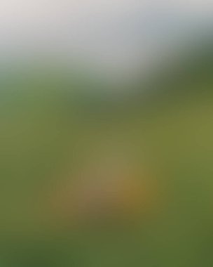 Abstract blur background of colors mixed 