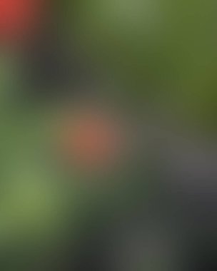 Abstract blur background of colors mixed