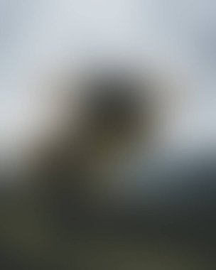 Abstract blur background of colors mixed