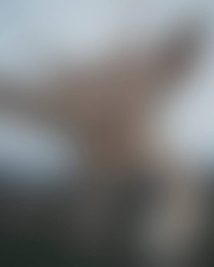 Abstract blur background of colors mixed