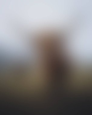 Abstract blur background of colors mixed