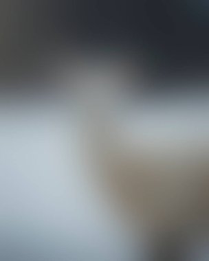 Abstract blur background of colors mixed