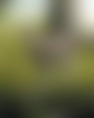 Abstract blur background of colors mixed