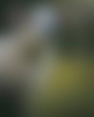 Abstract blur background of colors mixed