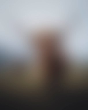 Abstract blur background of colors mixed