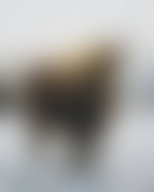 Abstract blur background of colors mixed