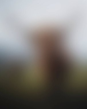 Abstract blur background of colors mixed