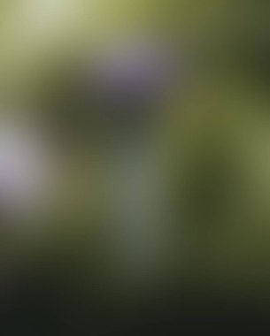 Abstract blur background of colors mixed