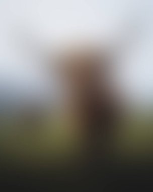 Abstract blur background of colors mixed