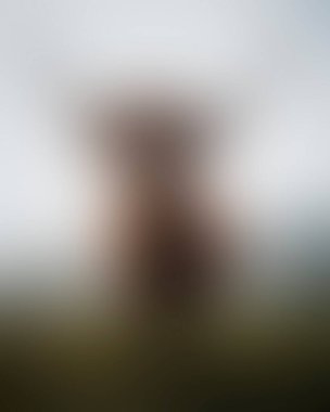 Abstract blur background of colors mixed