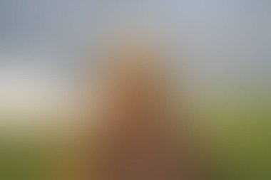 Abstract blur background of colors mixed