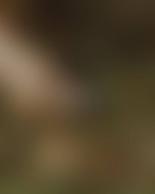 Renklerin soyut bulanık arkaplanı