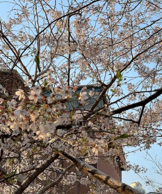 Bahçedeki güzel çiçekler