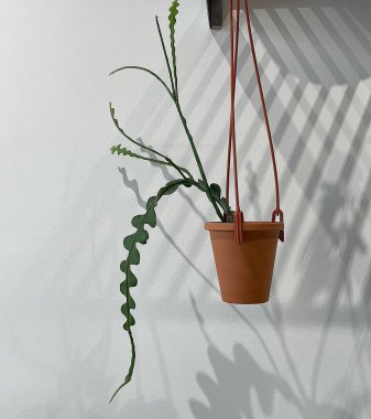 Beyaz arka planda asılı saksı.