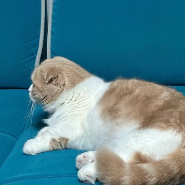 Kanepede beyaz tüylü kedisi olan sevimli kedi.