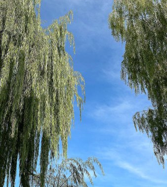 Ormanın güzel manzarası