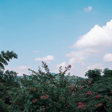 Ağaçlı ve yeşil yapraklı güzel bir manzara.