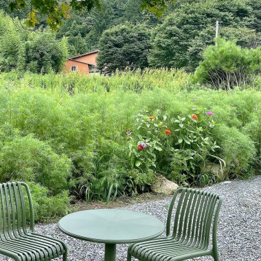 Yeşil bahçe, bitki ve yapraklar.