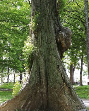 Yazın ormanda bir ağaç.