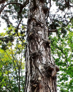 Bir ağaç gövdesinin yakın plan çekimi.