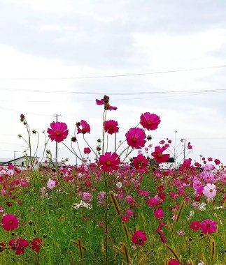 Bahçedeki güzel çiçekler