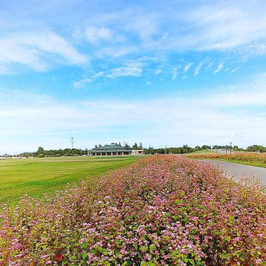 Bahçedeki güzel çiçekler