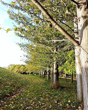 Sonbaharda arka planda büyük bir ağaç olan güzel bir park manzarası.