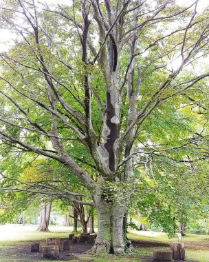 Parkın güzel manzarası