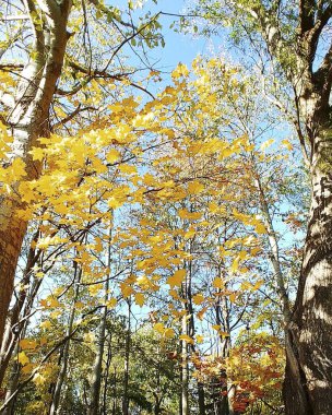 Sarı ağaçlar ve yapraklarla dolu sonbahar ormanı