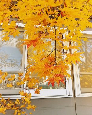 Sonbahar yaprakları, sonbahar bitkileri