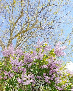 Güzel botanik fotoğrafı, doğal duvar kağıdı.