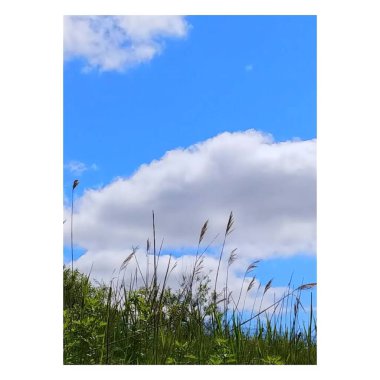 Çimen tarlası olan güzel bir manzara.