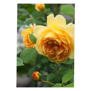 Bahçedeki güzel çiçekler