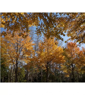 Ağaçlar ve ormanlarla dolu güzel bir manzara.