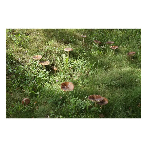 красивые ботанические снимки, натуральные обои