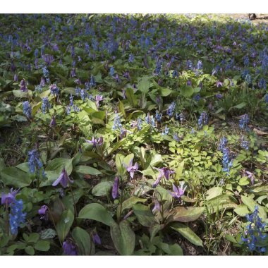 Bahçedeki güzel çiçekler