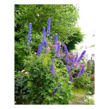 Bahçedeki güzel çiçekler