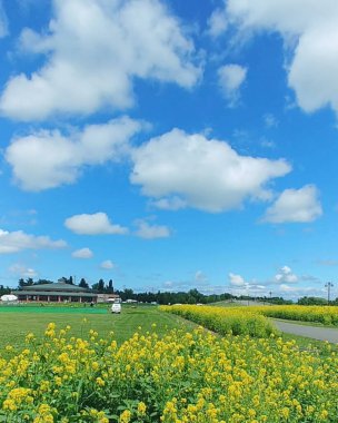 Ayçiçeği tarlası olan güzel bir manzara