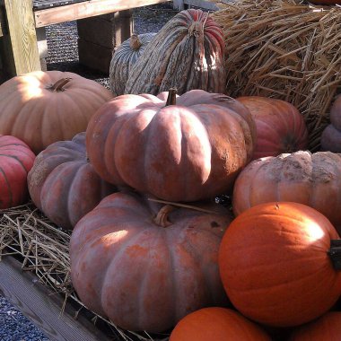 pazarda farklı balkabakları