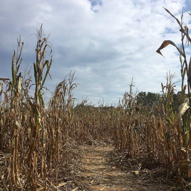 Tarlada mısır tarlası