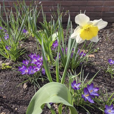 Bahçedeki güzel çiçekler